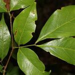 Inga sertulifera leaf picture by Nelson Zamora Villalobos (cc-by-nc)