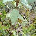 Ageratina gynoxoides leaf picture by Gabriel OLLIVIER (cc-by-sa)