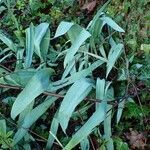 Tulipa agenensis habit picture by Yoan MARTIN (cc-by-sa)