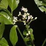 Cordia croatii flower picture by Nelson Zamora Villalobos (cc-by-nc)