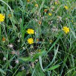 Crepis tectorum habit picture by Andrzej Konstantynowicz (cc-by-sa)