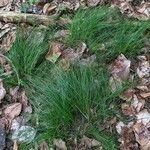 Festuca heterophylla habit picture by Sabina Hartmann (cc-by-sa)