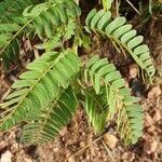 Chamaecrista fallacina leaf picture by susan brown (cc-by-sa)