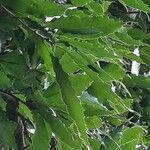 Quercus lancifolia leaf picture by Daniel Barthelemy (cc-by-sa)