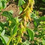 Crotalaria deflersii flower picture by susan brown (cc-by-sa)