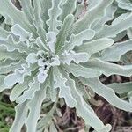 Matthiola sinuata leaf picture by Besma Astruc (cc-by-sa)