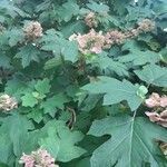 Hydrangea quercifolia flower picture by adkins kyle (cc-by-sa)