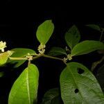 Lycianthes multiflora flower picture by Nelson Zamora Villalobos (cc-by-nc)