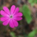 Silene cretica flower picture by Esin Bozdogangil (cc-by-sa)