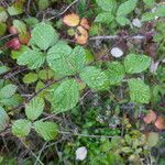 Rubus echinatus leaf picture by Delbecq Emeline (cc-by-sa)