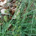 Carex echinata leaf picture by Jindřich Jindřich (cc-by-sa)