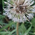 Taraxacum erythrospermum fruit picture by @herbert (cc-by-sa)