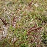 Bothriochloa ischaemum flower picture by elise dautigny (cc-by-sa)