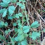 Sanguisorba minor leaf picture by Diego Alex (cc-by-sa)