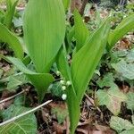 Convallaria majalis flower picture by Fachhuber Jay (cc-by-sa)