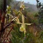 Epidendrum pittieri flower picture by Gabriel OLLIVIER (cc-by-sa)