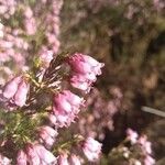 Erica australis flower picture by Toby Cotton (cc-by-sa)