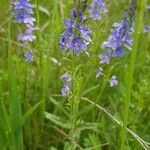 Veronica teucrium habit picture by Radu Nicolau (cc-by-sa)