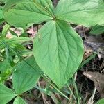 Trillium grandiflorum leaf picture by Kevin Fernandes (cc-by-sa)