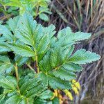 Myrrhidendron glaucescens leaf picture by Fabien Anthelme (cc-by-sa)