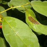 Ocotea cernua leaf picture by Nelson Zamora Villalobos (cc-by-nc)