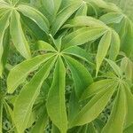 Ceiba pentandra leaf picture by Natem Atuk (cc-by-sa)