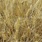 Triticum turgidum fruit picture by Rolf Keller (cc-by-sa)