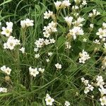 Saxifraga granulata habit picture by Ann Van den Cruyce (cc-by-sa)