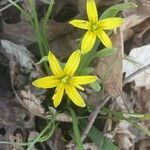 Gagea lutea flower picture by Martin Rafaj (cc-by-sa)