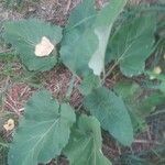 Arctium lappa leaf picture by Lisa Fortin (cc-by-sa)