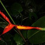 Heliconia irrasa flower picture by Nelson Zamora Villalobos (cc-by-nc)