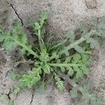 Hypochaeris glabra habit picture by Sudhanshu Kumar (cc-by-sa)