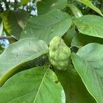 Magnolia acuminata flower picture by Skylar Austin (cc-by-sa)