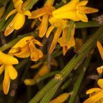 Genista sardoa flower picture by Martin Bishop (cc-by-sa)