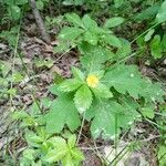 Potentilla simplex habit picture by PT (cc-by-sa)