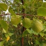 Betula occidentalis leaf picture by jimmysong (cc-by-sa)