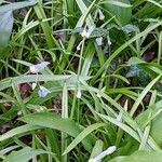 Allium paradoxum habit picture by manuseitz (cc-by-sa)