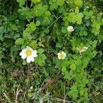 Rosa arvensis habit picture by Vincent Thery (cc-by-sa)