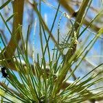 Mimosa ephedroides leaf picture by Trap Hers (cc-by-sa)