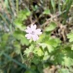 Geranium pyrenaicum flower picture by adrian feller (cc-by-sa)