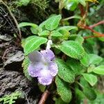 Episcia lilacina flower picture by Álvarez Leonardo (cc-by-sa)