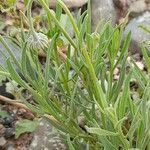 Gaillardia megapotamica leaf picture by Trap Hers (cc-by-sa)