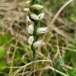 Spiranthes cernua flower picture by jimseng jimseng (cc-by-sa)