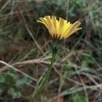 Leontodon tuberosus flower picture by Mallol Camprubí Albert (cc-by-sa)