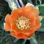 Opuntia tomentosa flower picture by Javier Marimón (cc-by-sa)