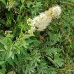 Spiraea alba flower picture by gaston anthony (cc-by-sa)