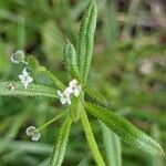 Galium aparine flower picture by Michel AMBROISE (cc-by-sa)