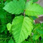 Rubus armeniacus leaf picture by François François COCHAIN (cc-by-sa)