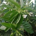 Cestrum diurnum flower picture by George Henry (cc-by-sa)