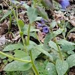 Pulmonaria saccharata habit picture by Basile Terre di Mezzo (cc-by-sa)